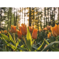 Rustic Steel Watch fr-FR